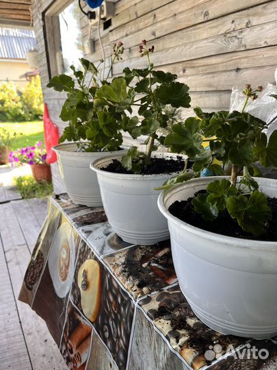 Герань пеларгония красная