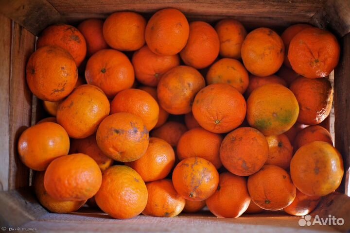 Мандарины