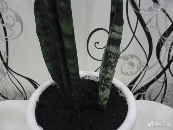 Цветы Алоэ Вера. Сансевиерия. Толстянка. Алоэ Тигр