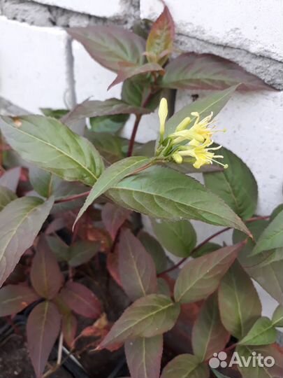 Кустарники