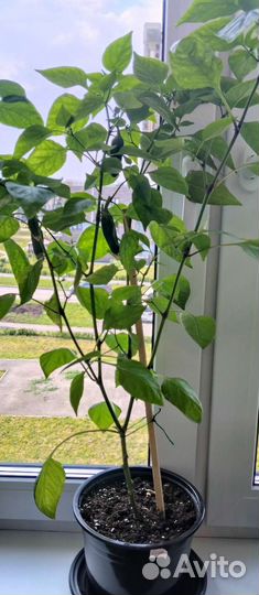 Рассада сладкого перца