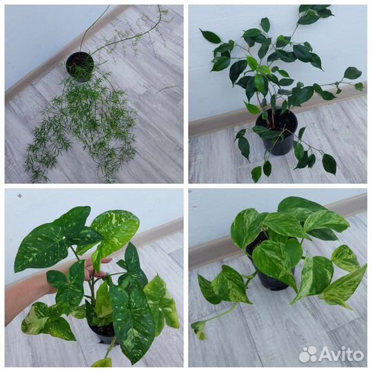 Калатея, аглаонема, ктенанта и др