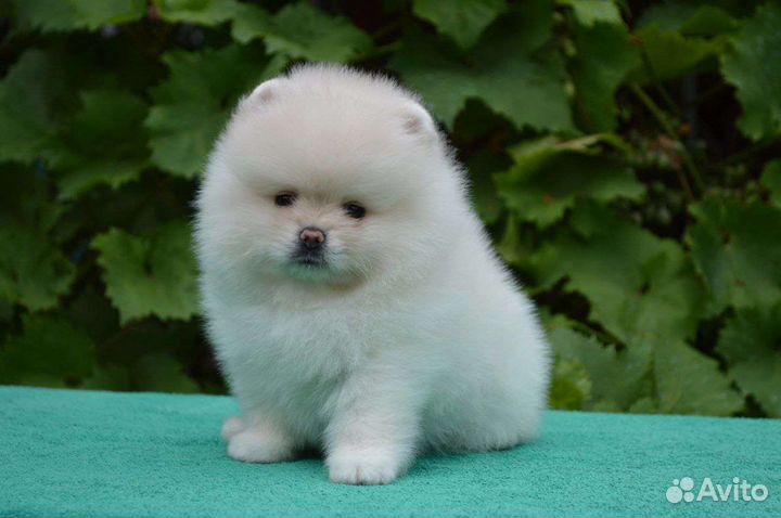 Померанский шпиц