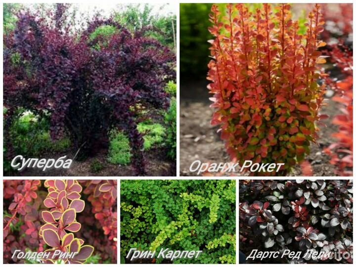 Многолетники для сада