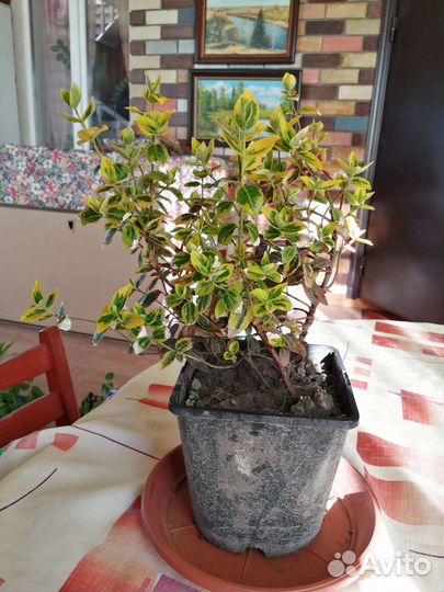 Лаванда кусты