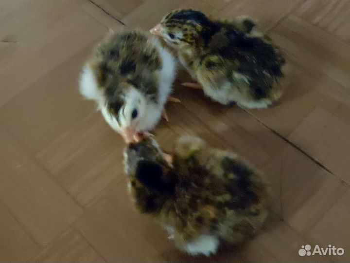 Цесарки, фазаны,перепела