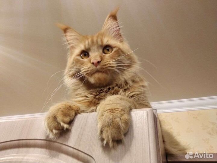 Вязка Мейн - Кун