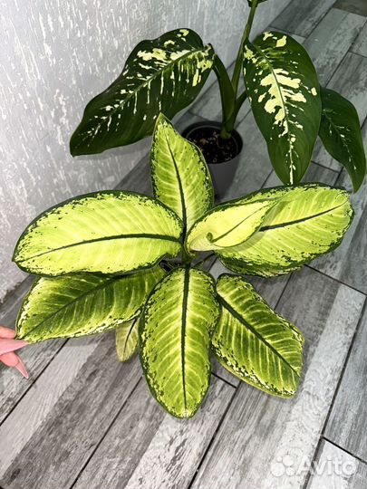 Диффенбахия Рудольф роерс