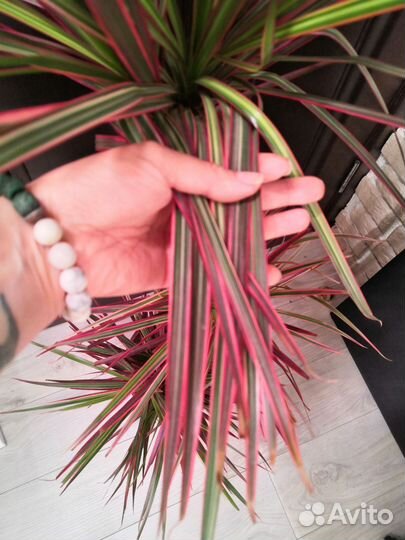 Пальма Драцена биколор 24/120