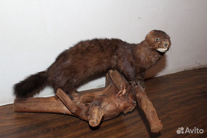 Чучела животных и птиц