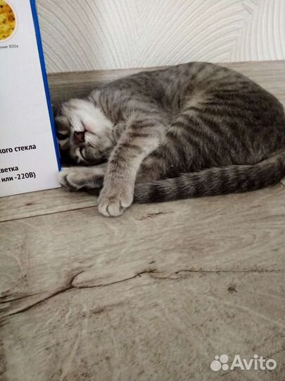 Котёнок 3,5 месяца