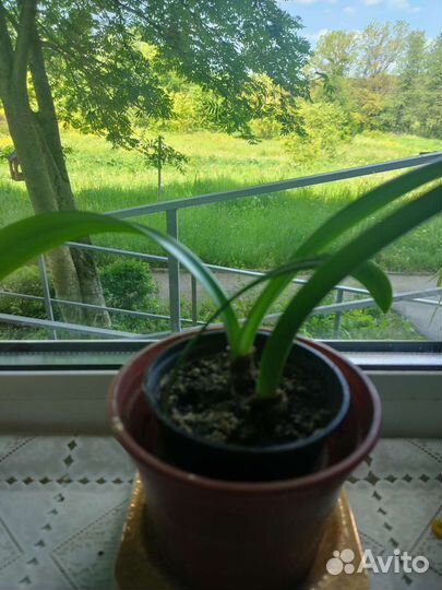 Гиппиаструм