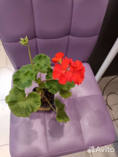 Пеларгония герань