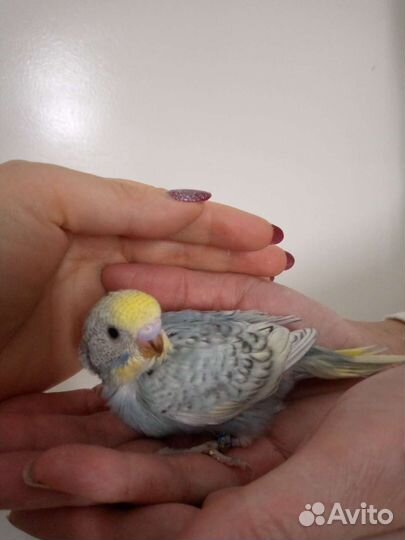 Ручные волнистые попугаи. Получехи. Птенцы