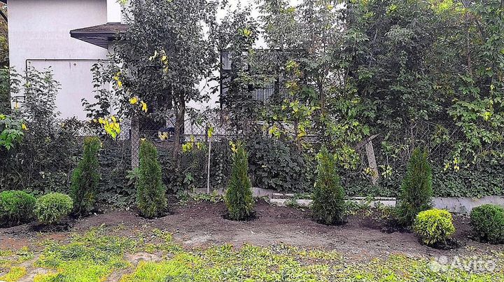 Туи премиум