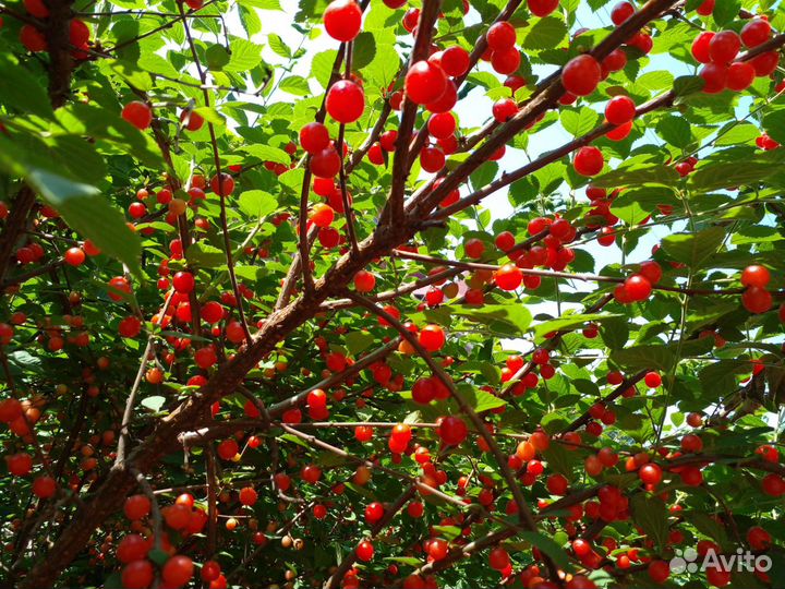 Саженцы жимолости-вишни-смородины и хвойников