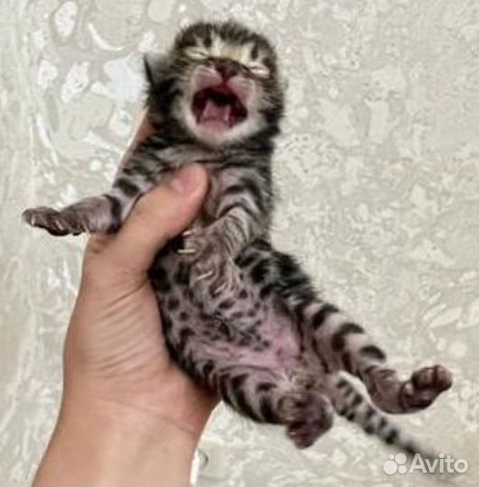 Бенгальские котенок