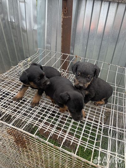 Щенки ягдтерьера