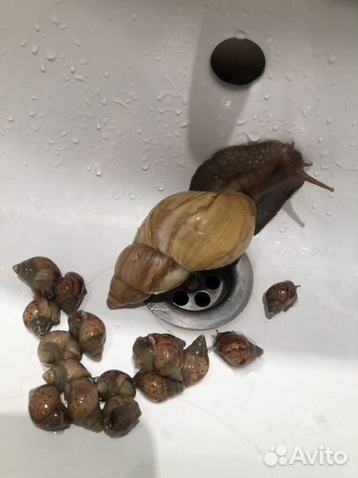 Отдам улиток