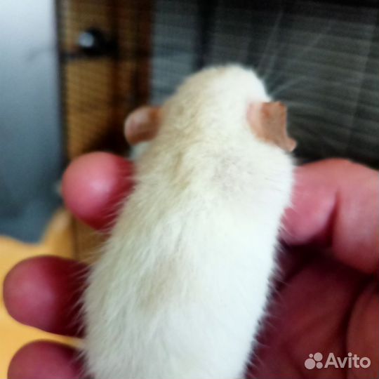 Крысята дамбо