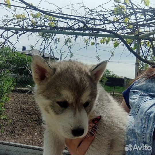 Щенки хаски
