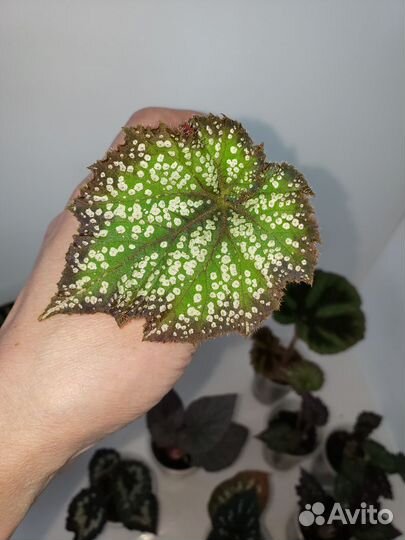 Бегония декоративно лиственная