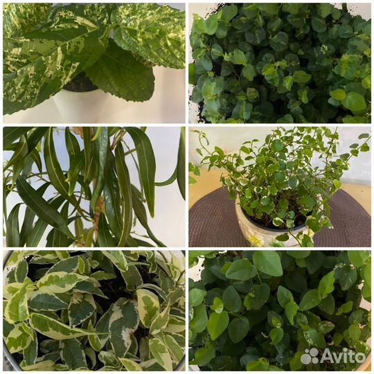 Фикусы сортовые
