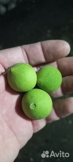Американский (Чёрный) орех