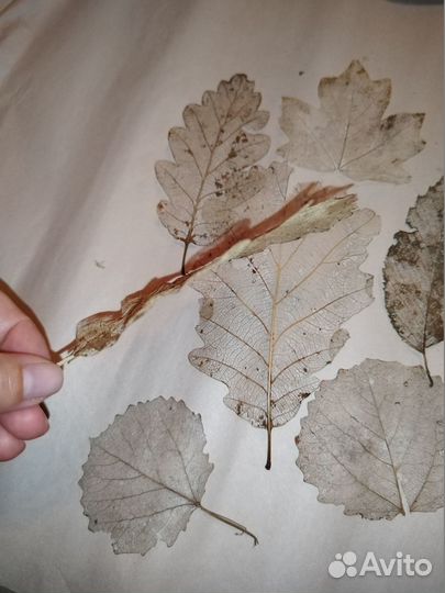Скелетированные листья (материалы для творчества)
