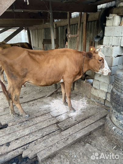 Коровы и телята