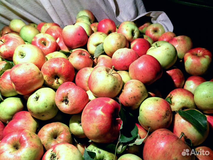 Яблоки