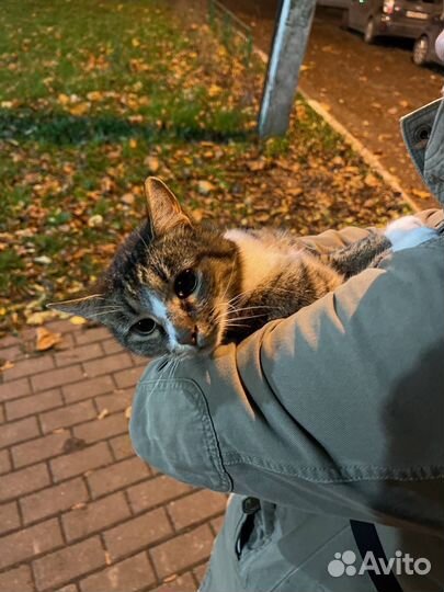 Домашнюю кошечку выкинули на улицу