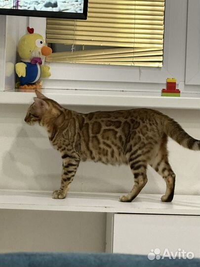 Яркая девочка бенгалка