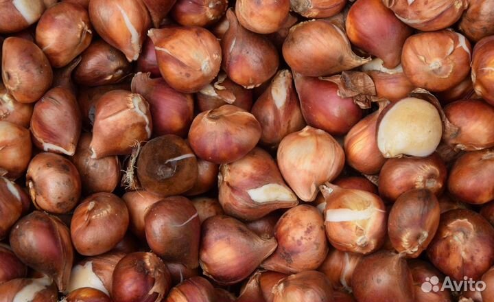 Луковицы тюльпанов