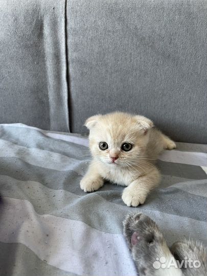 Шотландские котята