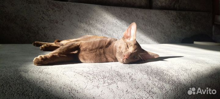 Взрослые титулованные зеленоглазые цинамоны