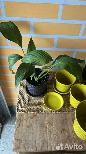 Цветок и горшки