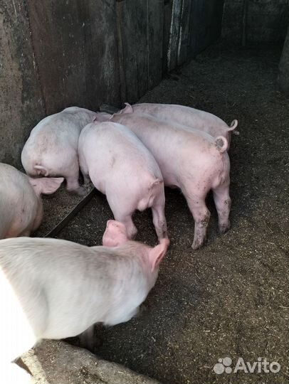 Поросята ландрас