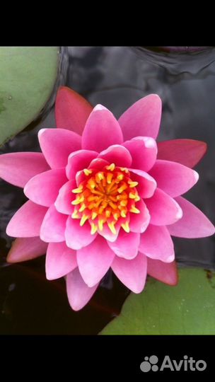 Нимфея, водяная лилия, растения для водоёма