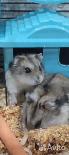 Джунгарский хомяки