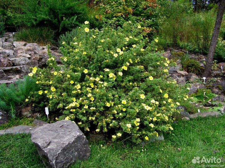 Лапчатка не только декоративная, но еще и лечебная
