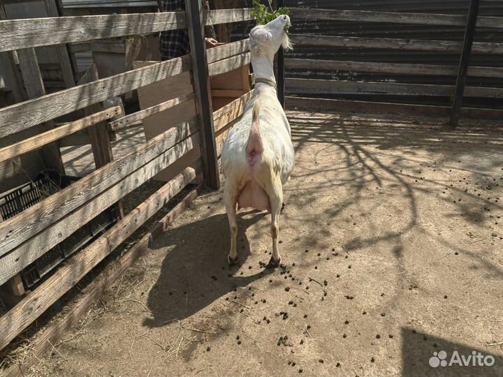 Продаются козы и козлики