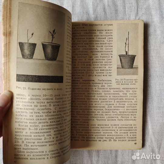 Комнатная культура лимонов - Капцинель 1937 г СССР