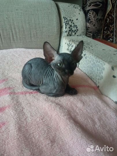 Донской сфинкс