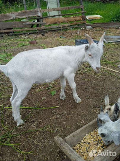 Козлик на племя