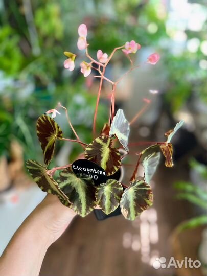 Растения из моей частной коллекции