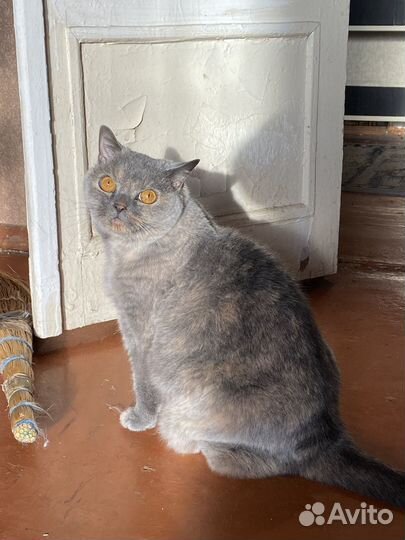 Кошка в самые добрые руки