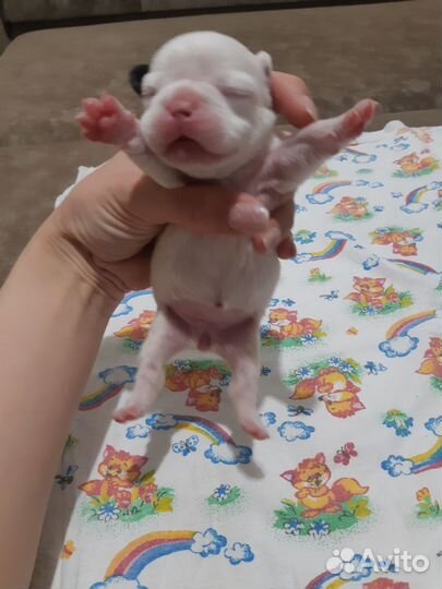 Французский бульдог