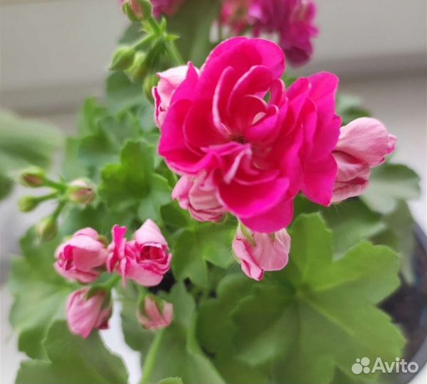 Пеларгонии сортовые