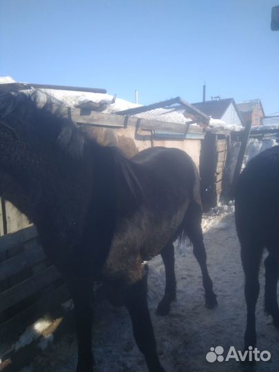 Продам лошадей